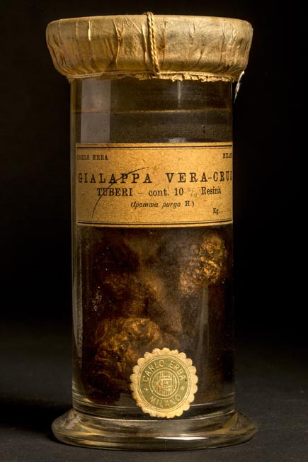 GIALAPPA VERA-CRUZ - tuberi